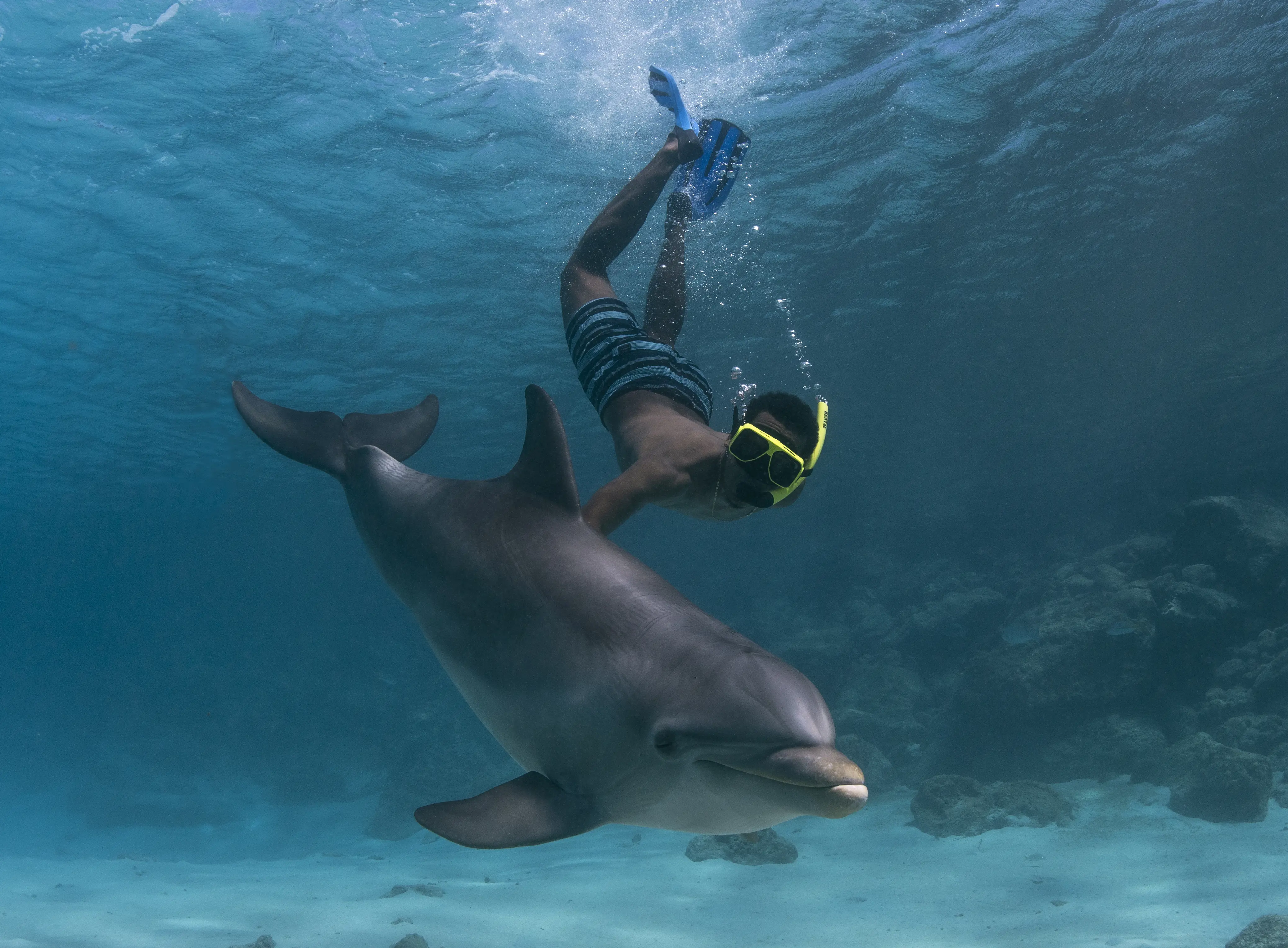Dolphin_Snorkel.jpg